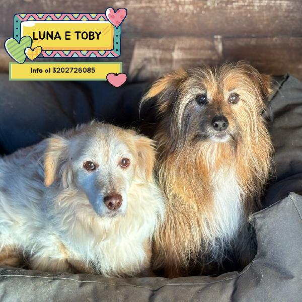Luna E Toby Adozione Del Cuore - Dolci Cagnolini Taglia Piccola Cercano Casa
