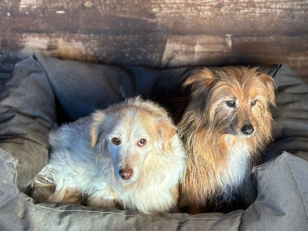 Luna e Toby adozione del cuore - dolci cagnolini taglia piccola cercano casa Foto 2