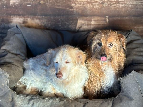 Luna e Toby adozione del cuore - dolci cagnolini taglia piccola cercano casa Foto 3