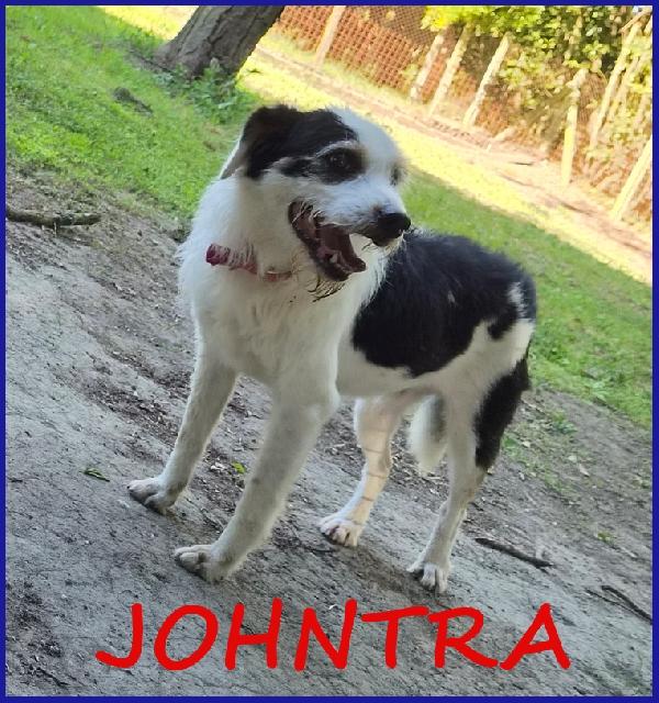 Johntra Simil Lagottino 4 Anni Sogna Una Famiglia Dopo Un Passato In Gabbia!