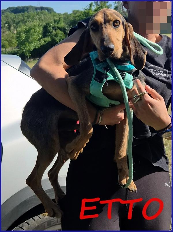 Etto Giovane  Segugietto Trovato Vagante E Magro Come Un Chiodo, Oggi Cerca Casa!