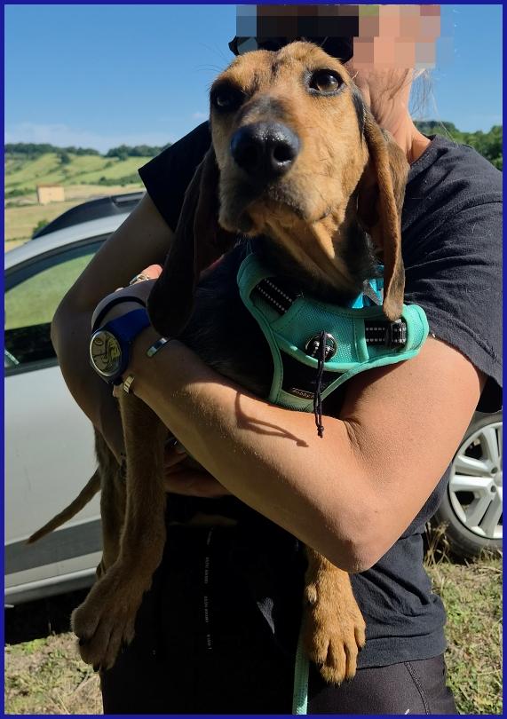 ETTO GIOVANE  SEGUGIETTO TROVATO VAGANTE E MAGRO COME UN CHIODO, OGGI CERCA CASA! Foto 6