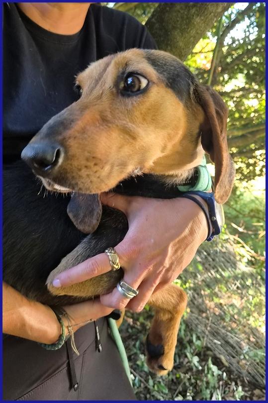 ETTO GIOVANE  SEGUGIETTO TROVATO VAGANTE E MAGRO COME UN CHIODO, OGGI CERCA CASA! Foto 8