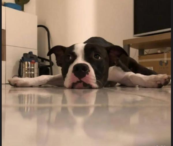 Jaget Pitbull splendido padrone deceduto! SOS MOLISE Foto 2