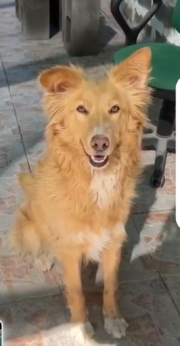 Fly quasi 2anni kg18 nessuno la sceglie! SICILIA Foto 5