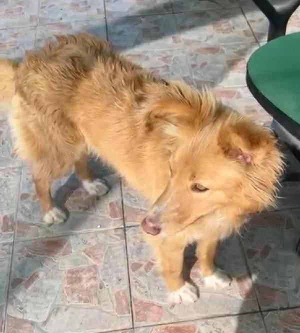 Fly quasi 2anni kg18 nessuno la sceglie! SICILIA Foto 9