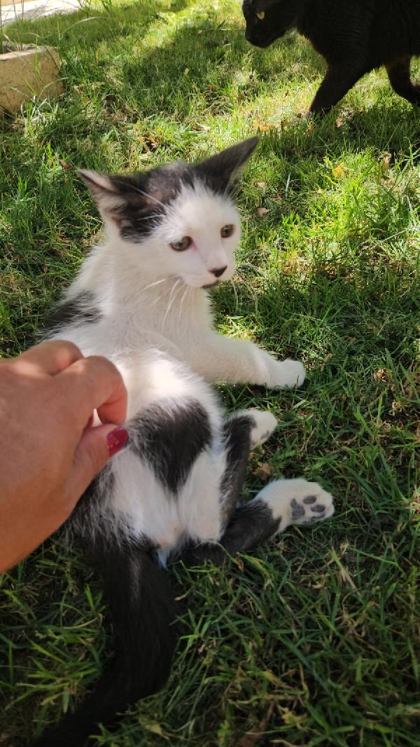 Ginu: maschietto 5 mesi Foto 4