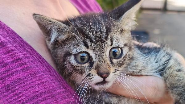 NIKI, salvato dal cofano di una macchina...  Foto 2