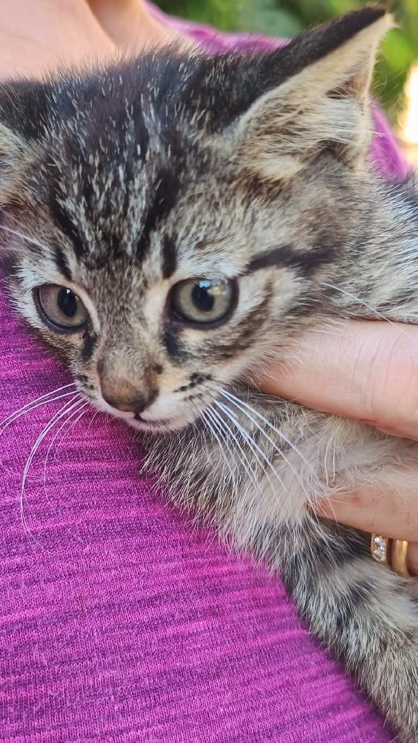 NIKI, salvato dal cofano di una macchina...  Foto 3