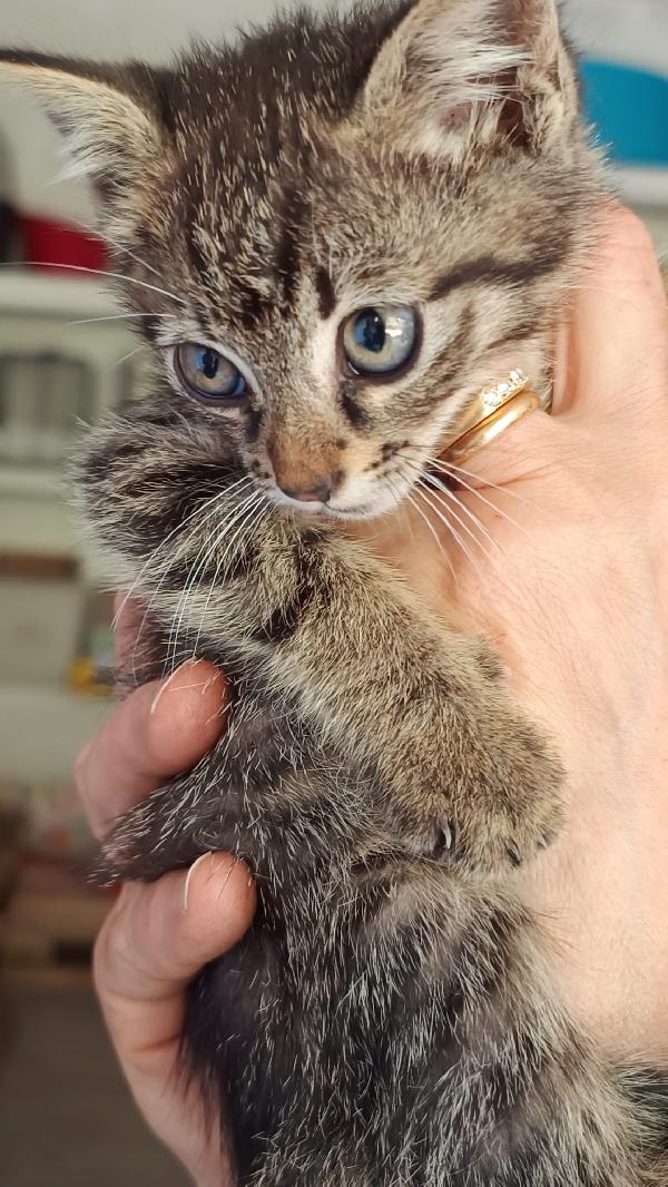 NIKI, salvato dal cofano di una macchina...  Foto 4
