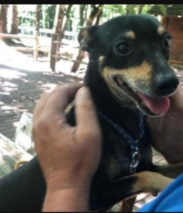 Pinscher 8/9Anni Nessuno Lo Vuole Xchè Nn Perfetto! Gargano 