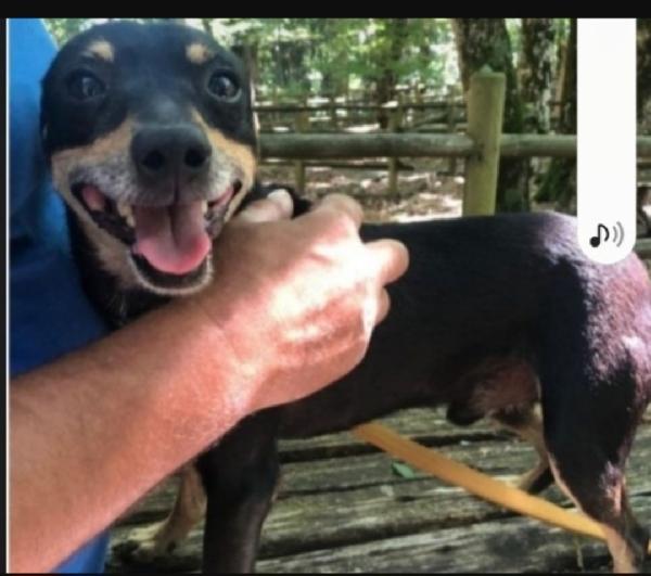 Pinscher 8/9anni nessuno lo vuole xchè nn perfetto! GARGANO  Foto 2