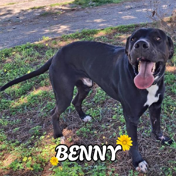 Benny, Un Musetto Che Non Scordi