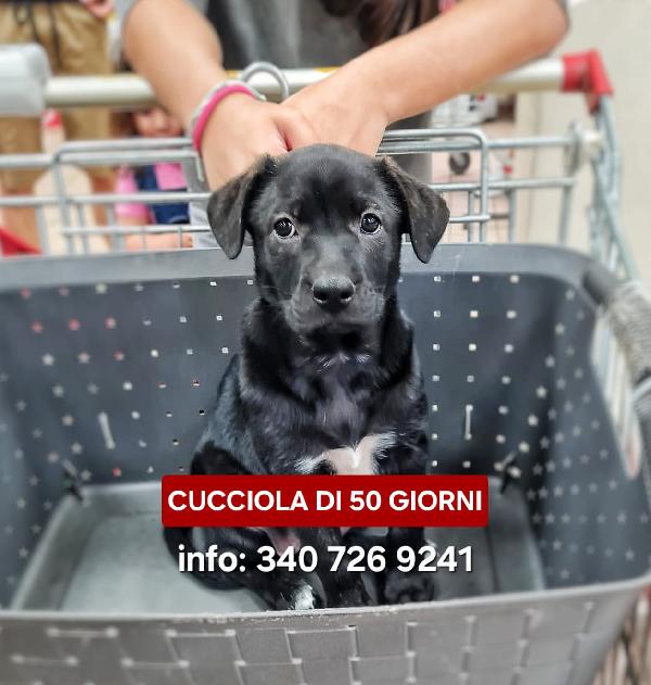 Nami, 50 giorni💎 Foto 2