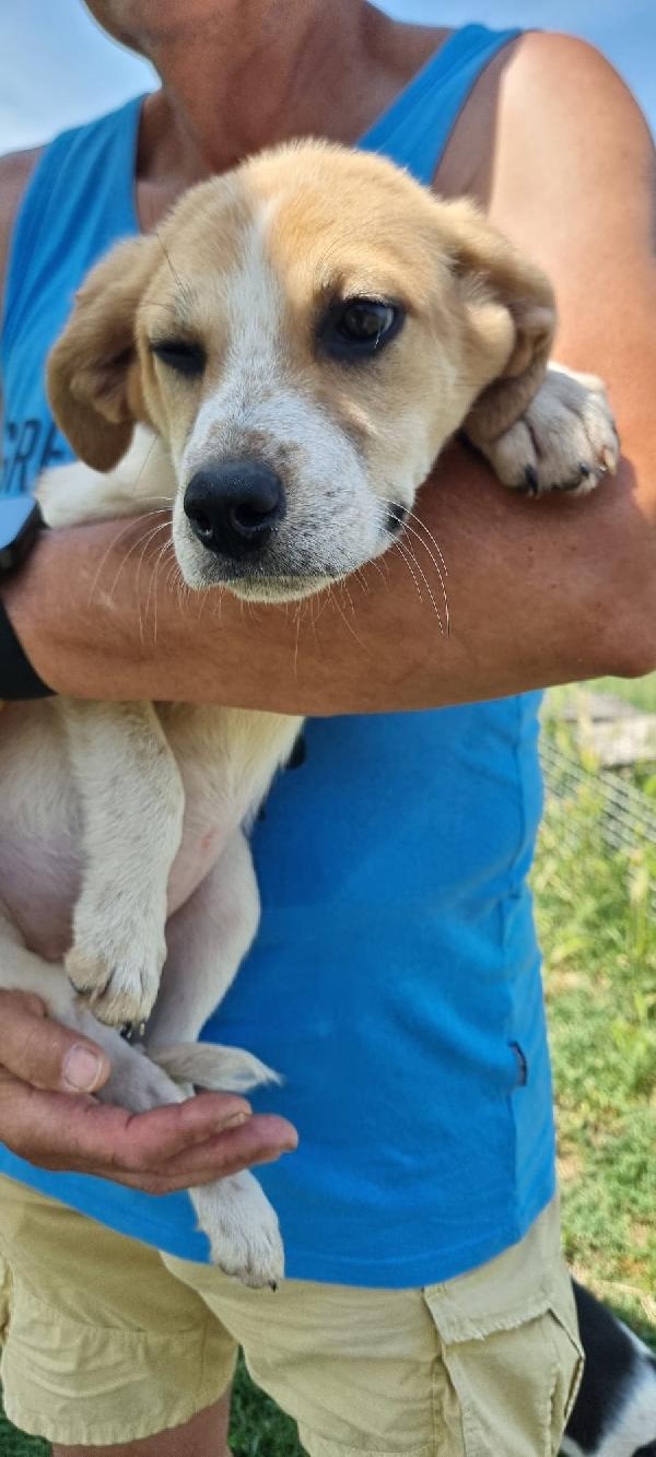 Paco, bello da sogno Foto 4