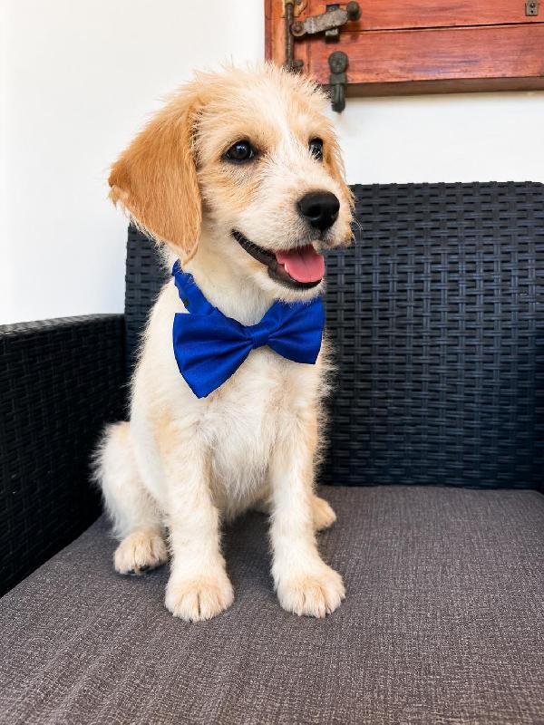 Kiba quasi 3 mesi Foto 3
