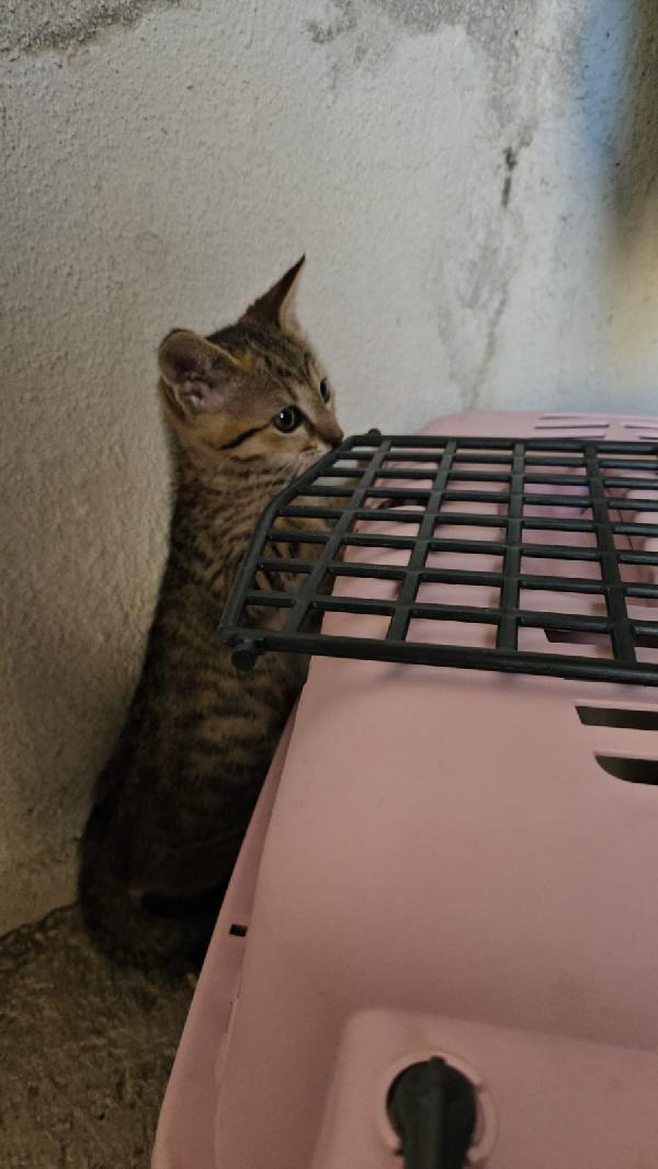 Potato: maschietto 3 mesi  Foto 4