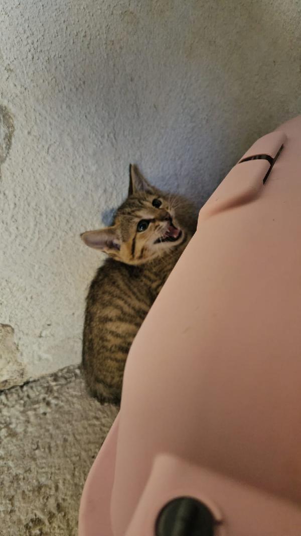 Potato: maschietto 3 mesi  Foto 6