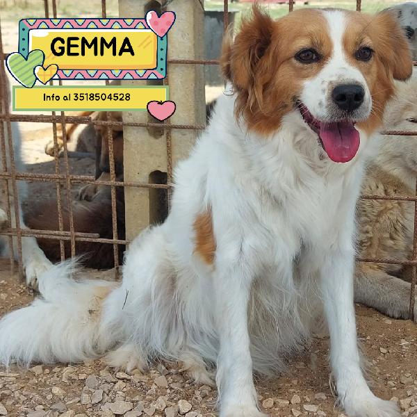 Gemma Dolce Cagnolina Taglia Medio Piccola Cerca Casa - In Adozione 
