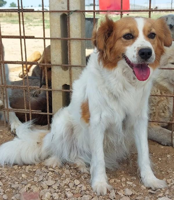 Gemma dolce cagnolina taglia medio piccola cerca casa - in adozione  Foto 2