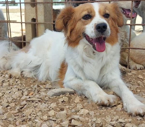 Gemma dolce cagnolina taglia medio piccola cerca casa - in adozione  Foto 3