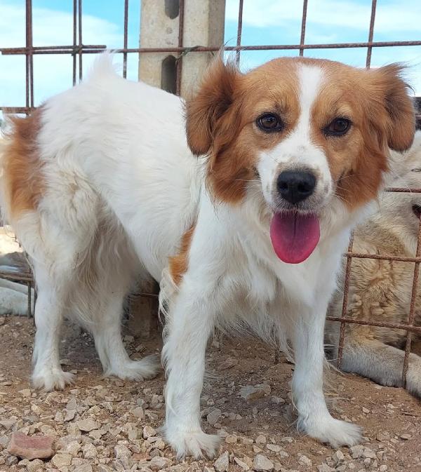 Gemma dolce cagnolina taglia medio piccola cerca casa - in adozione  Foto 4