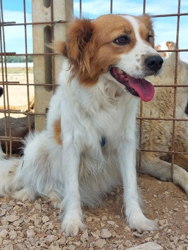 Gemma dolce cagnolina taglia medio piccola cerca casa - in adozione  Foto 5