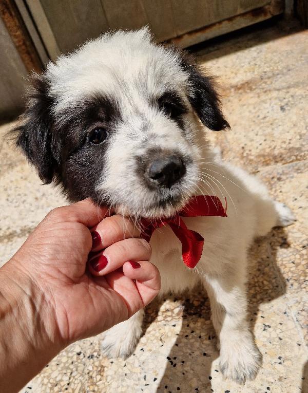 DOLLY,CERCA L'AMORE DI UNA FAMIGLIA.ADOTTABILE IN TUTTA ITALIA! Foto 6