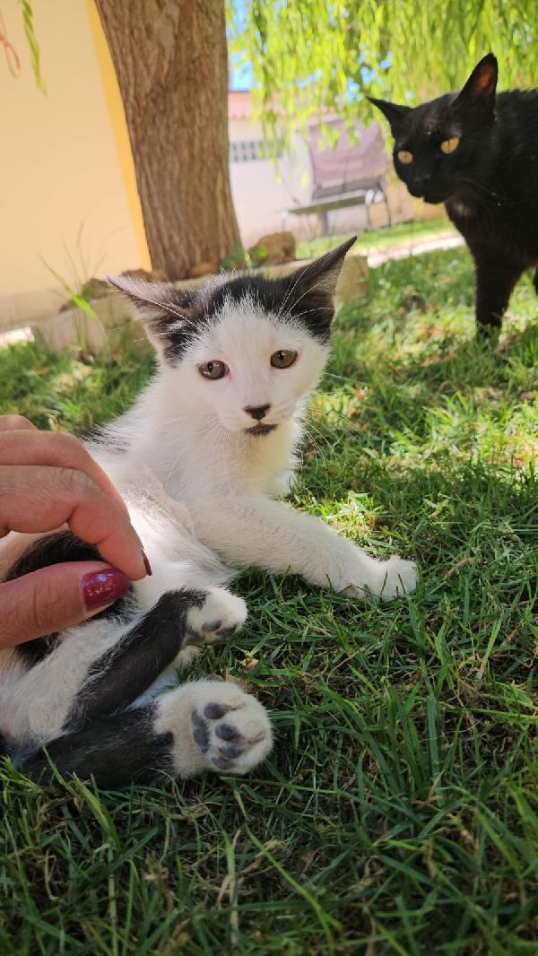 Ginu Splendido Dolce Gattino Bianco Nero Cerca Casa 