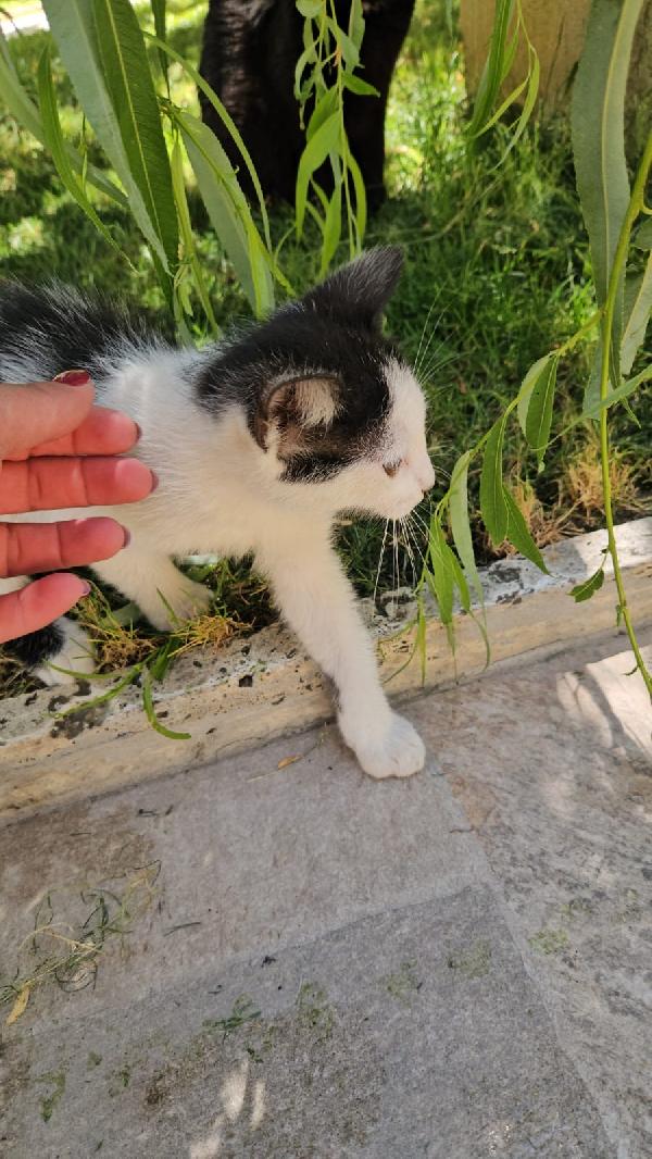 Ginu splendido dolce gattino bianco nero cerca casa  Foto 2