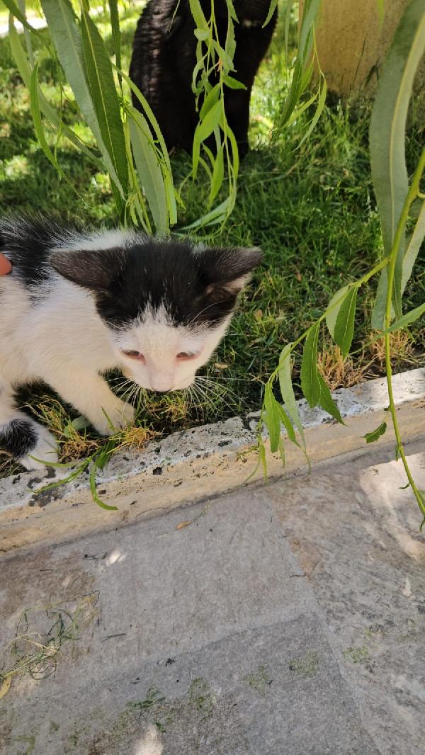 Ginu splendido dolce gattino bianco nero cerca casa  Foto 6