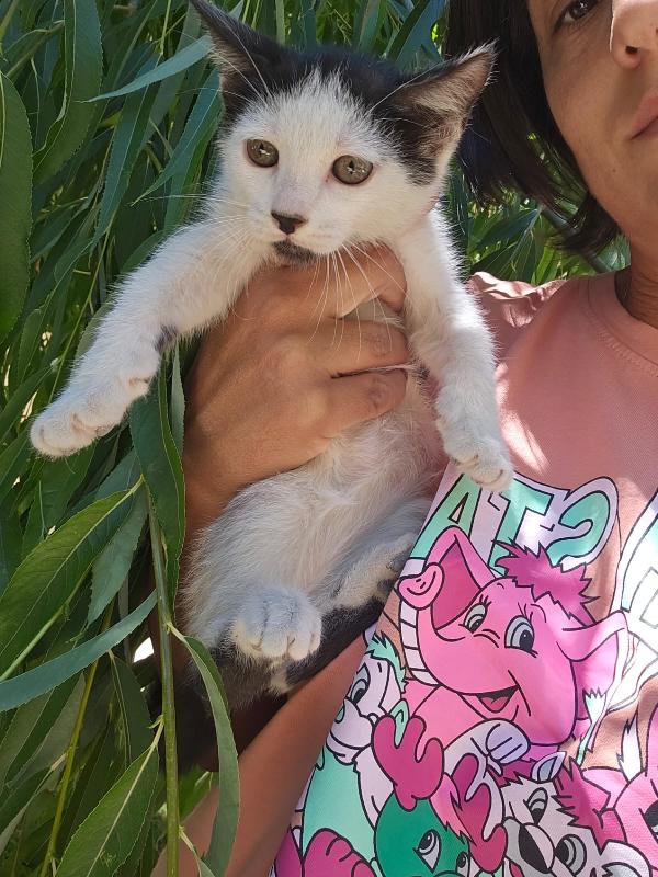 Ginu splendido dolce gattino bianco nero cerca casa  Foto 7