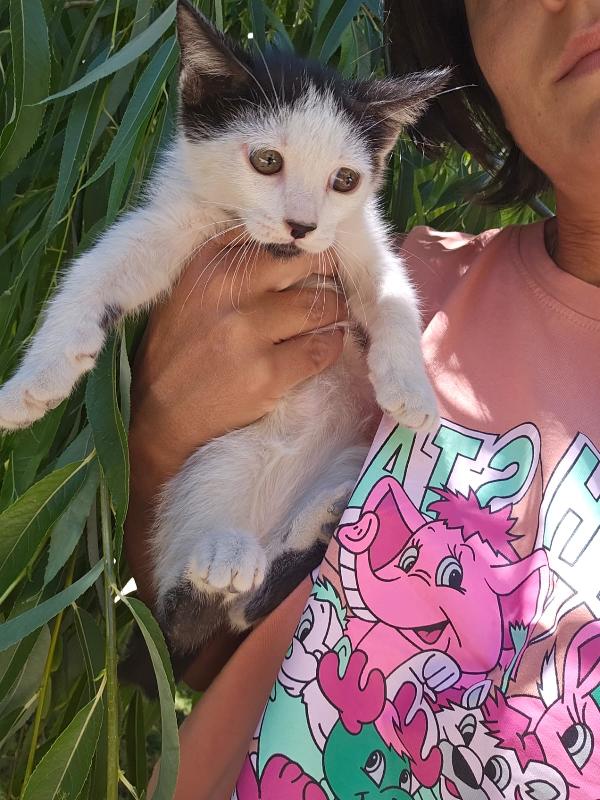 Ginu splendido dolce gattino bianco nero cerca casa  Foto 8