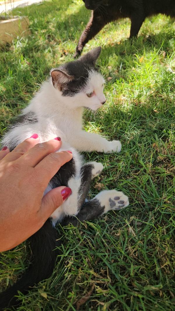 Ginu splendido dolce gattino bianco nero cerca casa  Foto 9
