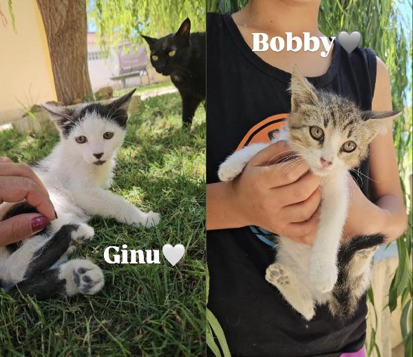 Ginu splendido dolce gattino bianco nero cerca casa  Foto 10