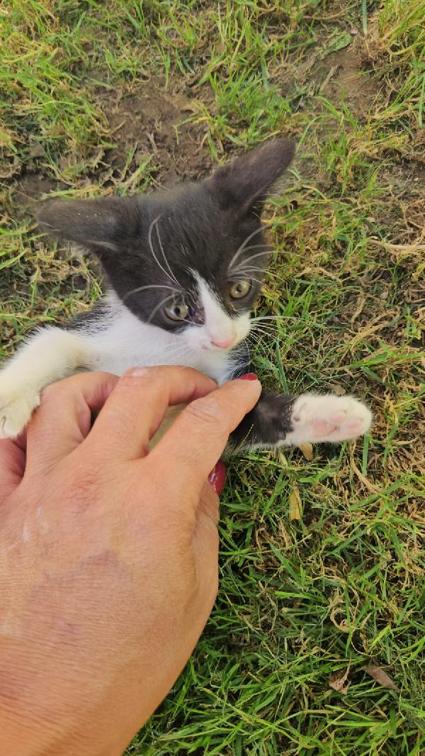 Frida: femminuccia 3 mesi  Foto 2