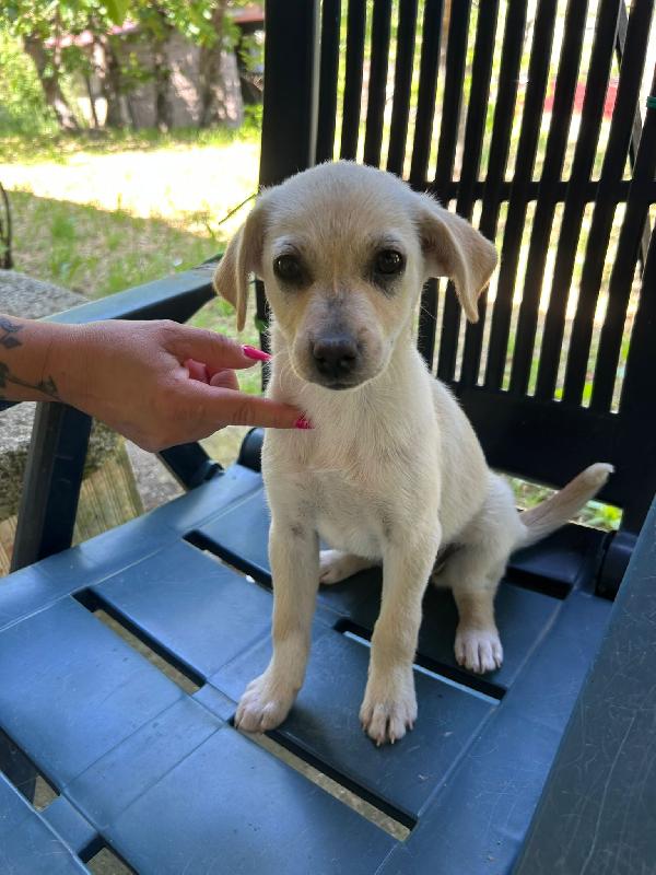 💐🐾 mia 🐾💐 cucciola meravigliosa taglia piccola in adozione  Foto 2
