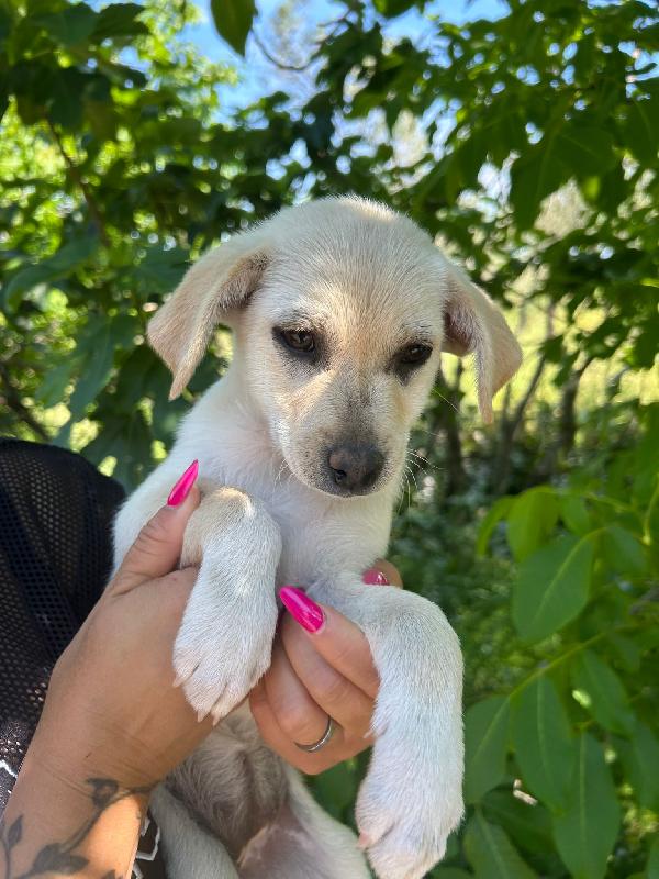 💐🐾 mia 🐾💐 cucciola meravigliosa taglia piccola in adozione  Foto 3