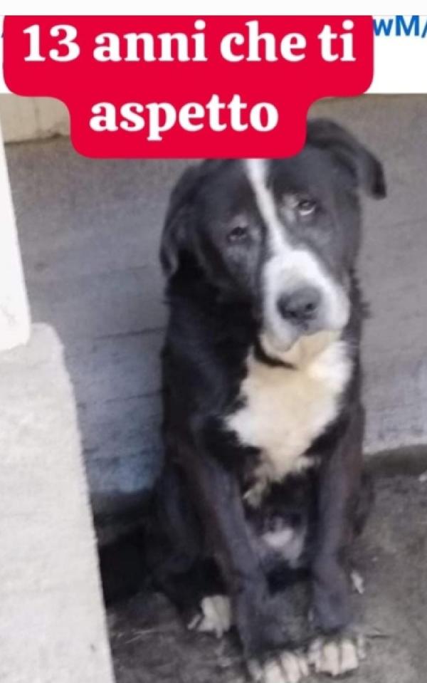 Geppetto 13Anni Tutta La Vita In Canile Roma