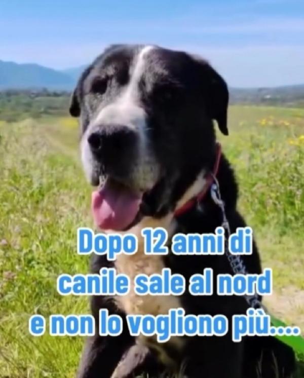 Geppetto 13anni tutta la vita in canile ROMA Foto 2