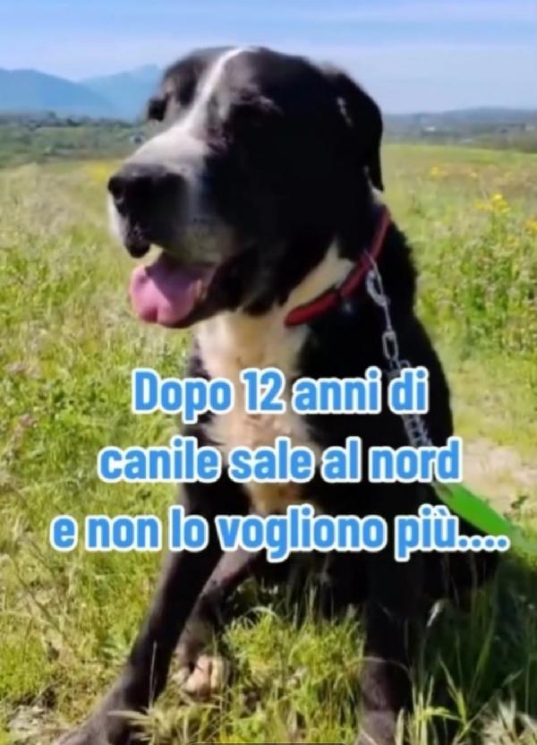 Geppetto 13anni tutta la vita in canile ROMA Foto 3
