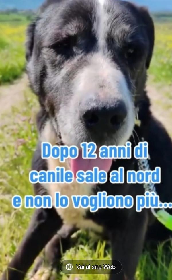 Geppetto 13anni tutta la vita in canile ROMA Foto 4