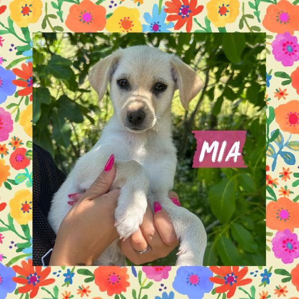 💖🐾 Mia 🐾💖 Dolce Cucciola Taglia Piccola In Adozione 