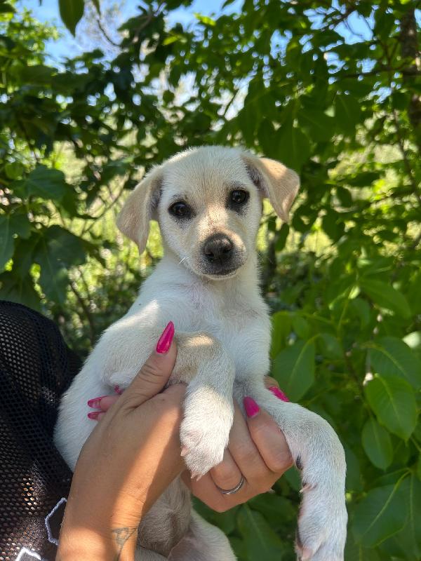 💖🐾 mia 🐾💖 dolce cucciola taglia piccola in adozione  Foto 4