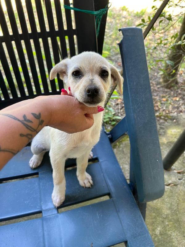 💖🐾 mia 🐾💖 dolce cucciola taglia piccola in adozione  Foto 5