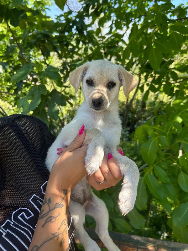 💖🐾 mia 🐾💖 dolce cucciola taglia piccola in adozione  Foto 6