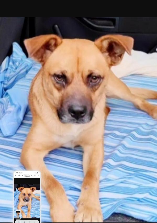 Tonino 2Anni La Sua Adozione Durata 10Gg! Calabria
