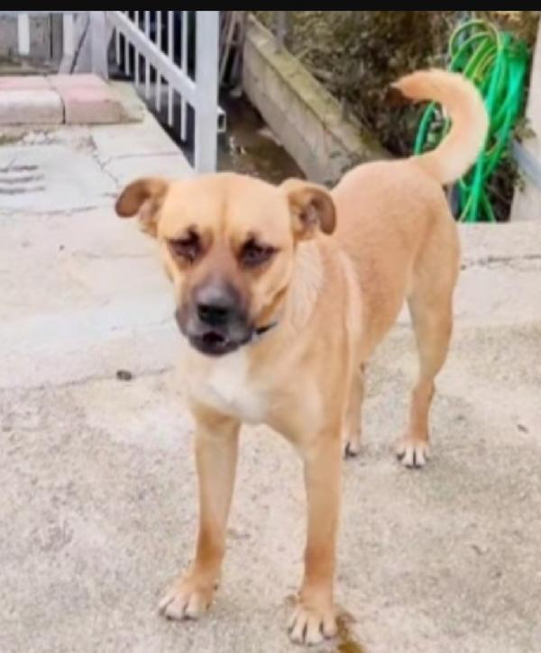Tonino 2anni la sua adozione durata 10gg! CALABRIA Foto 4