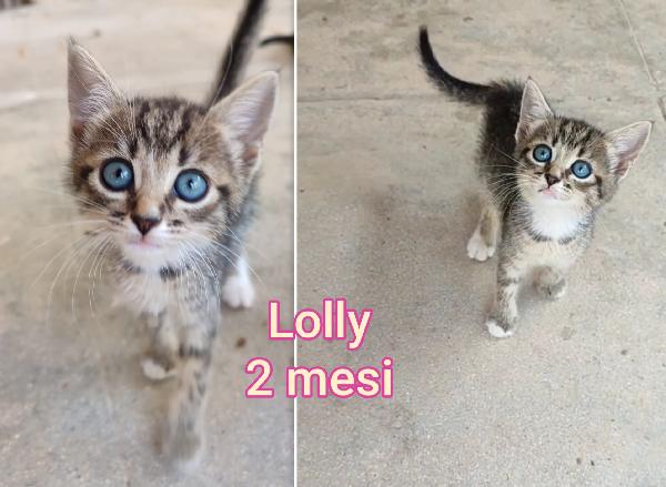 Miciottini bellissimi  Foto 4