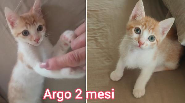 Miciottini bellissimi  Foto 5